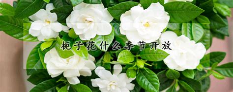 枙子花|枙子花